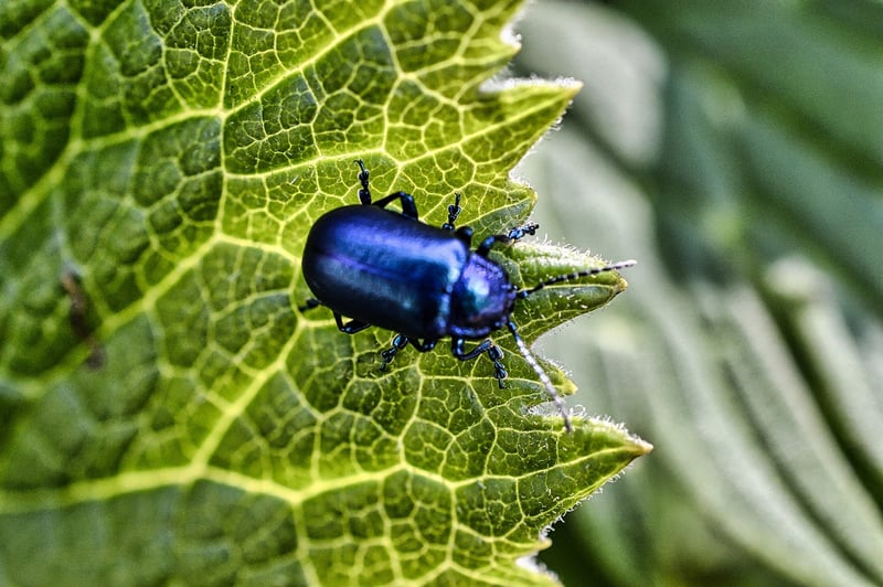 insecte
