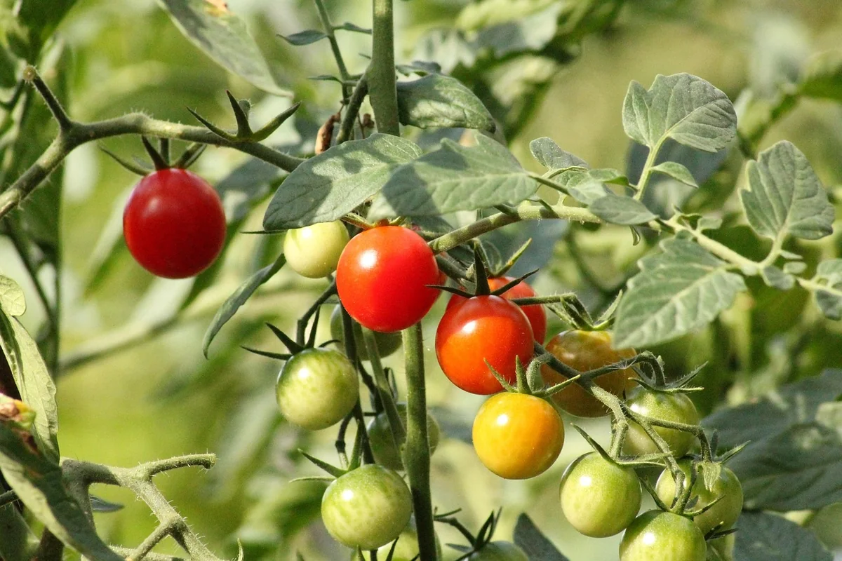 Découvrez les astuces de mon jardinier bio pour un jardin écoresponsable en 2026
