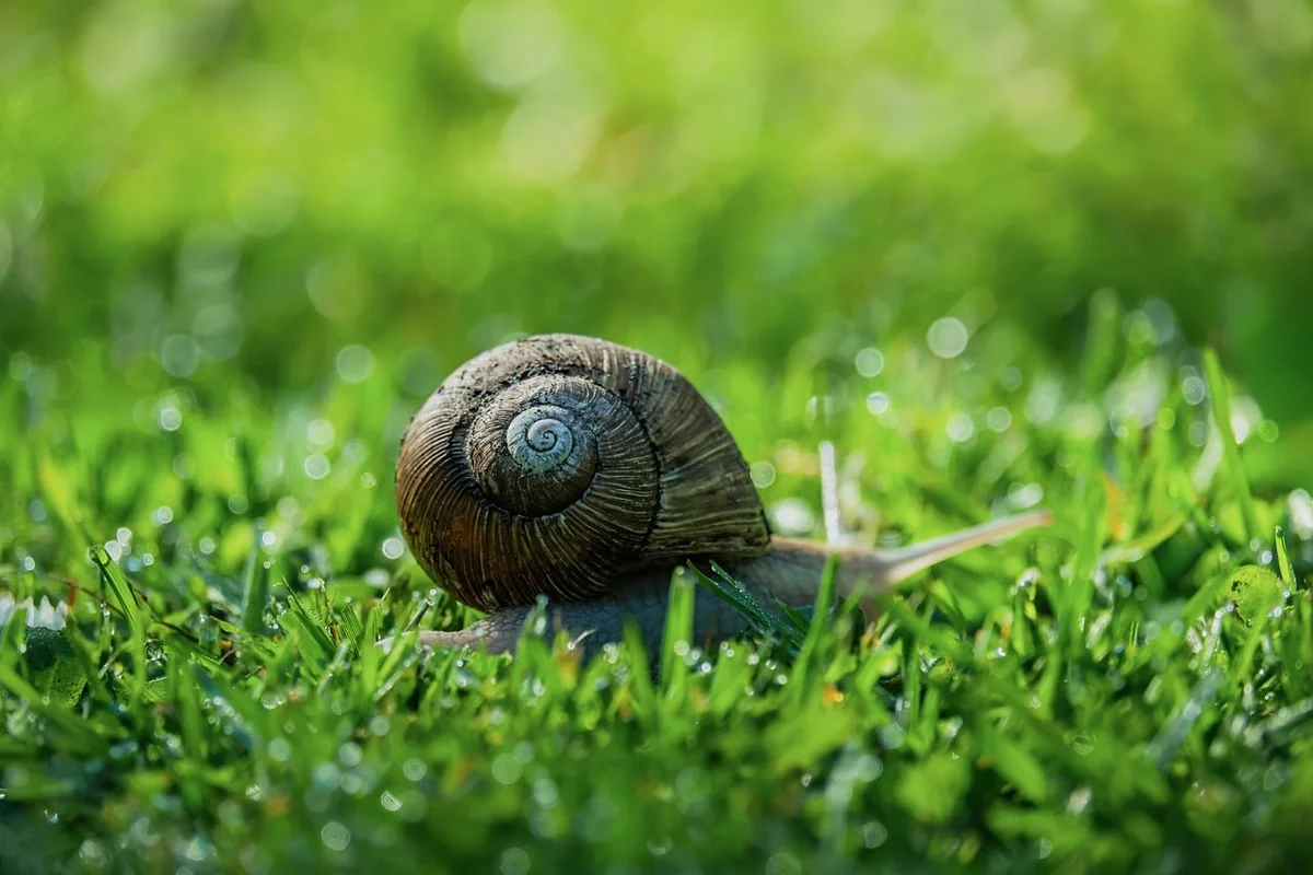 escargot