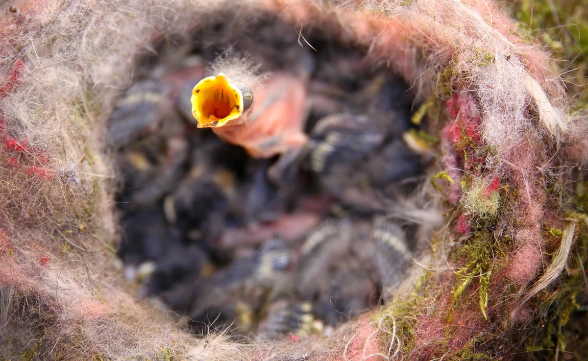 Comment aider un mésange oisillon à s'épanouir dans votre jardin en 2026